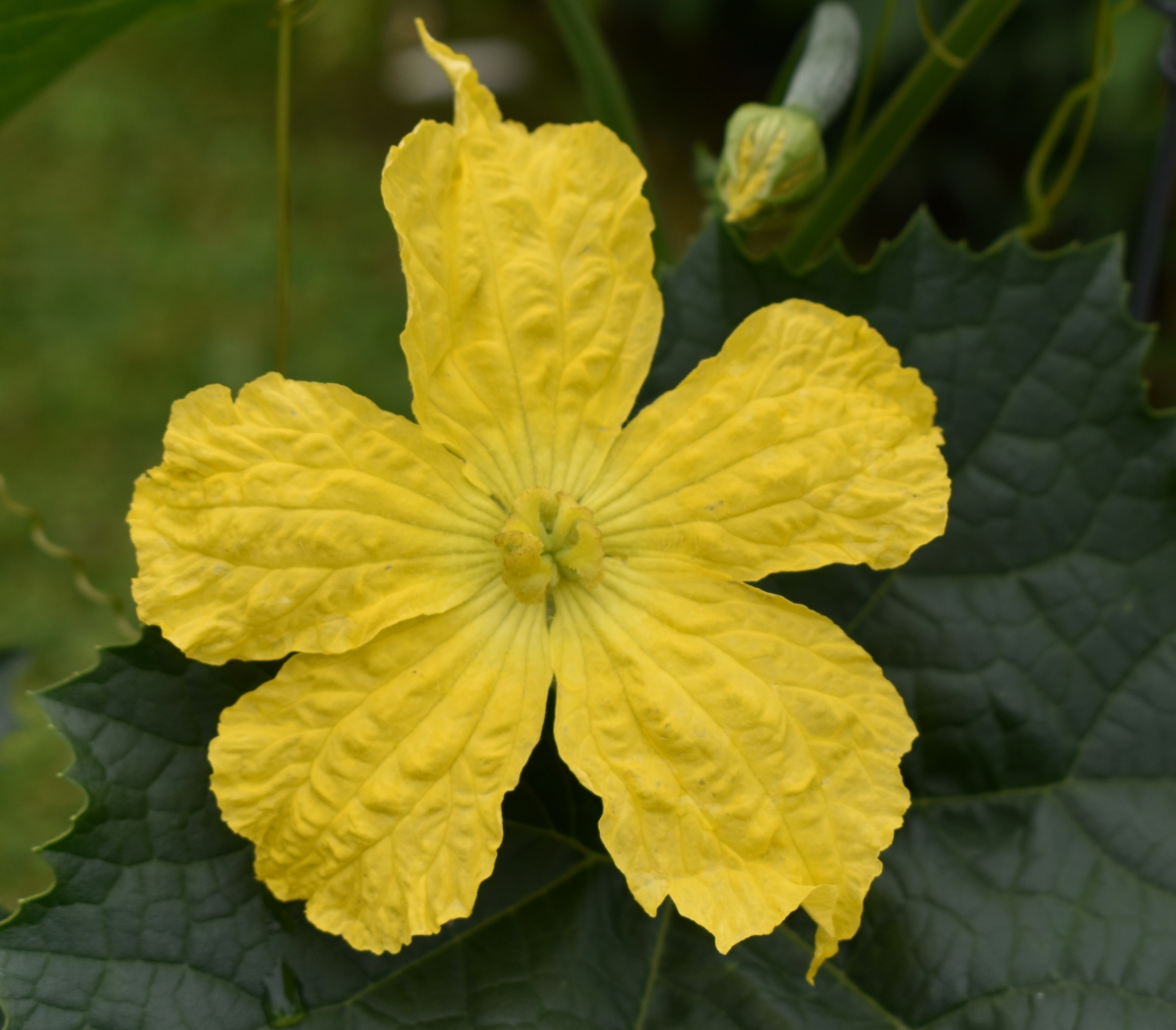 Natural loofah sponge on a green background