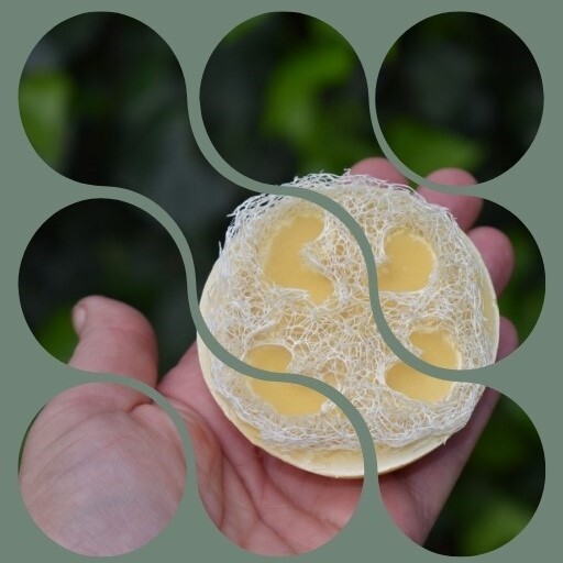 Successful Loofah Soap Download