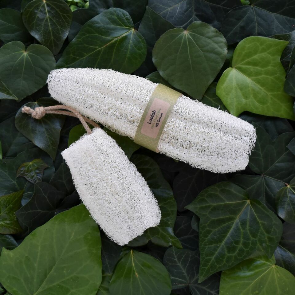 How to grow loofah