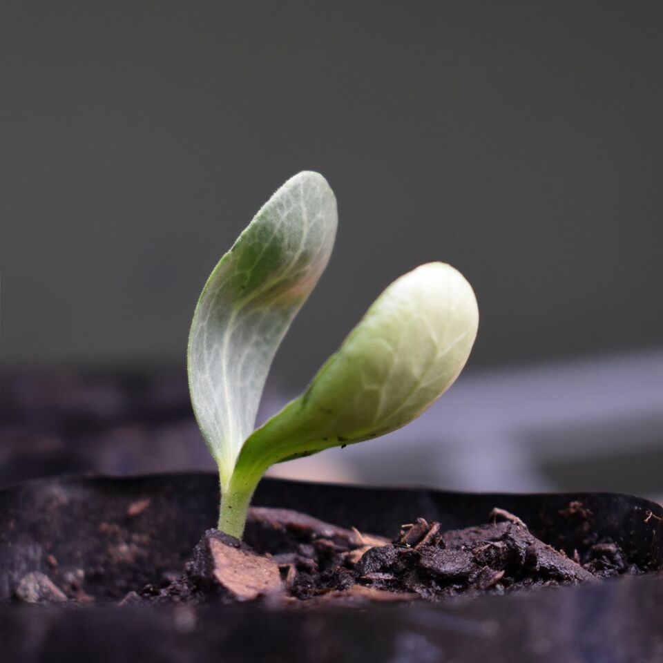 A small luffa seedling