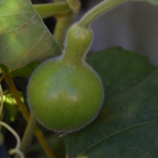 Baby gourd growing