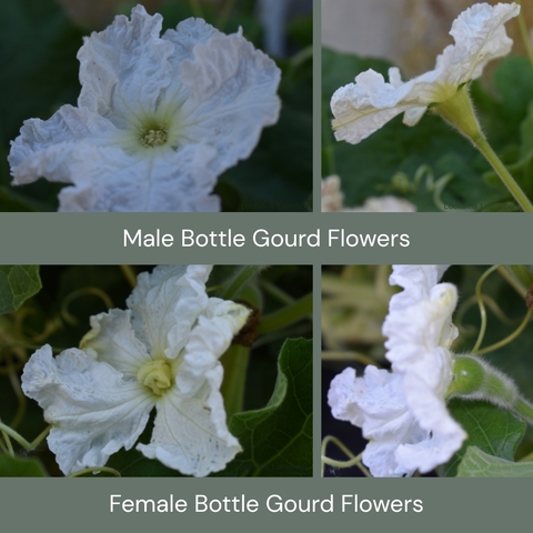 Male gourd flowers vs female gourd flowers