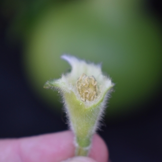 Gourd male flower with no petals
