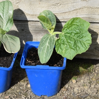 Gourd plant in blue pot_ Loofah and Lavener