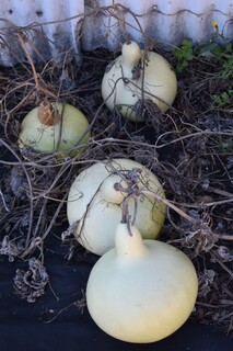 Gourds drying on the vine