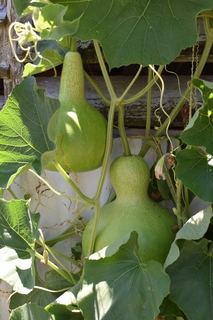 Gourds growing