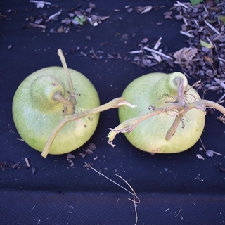 Gourds freshly cut off the vine