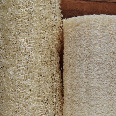 Luffa cylindrica and aegyptiaca up close