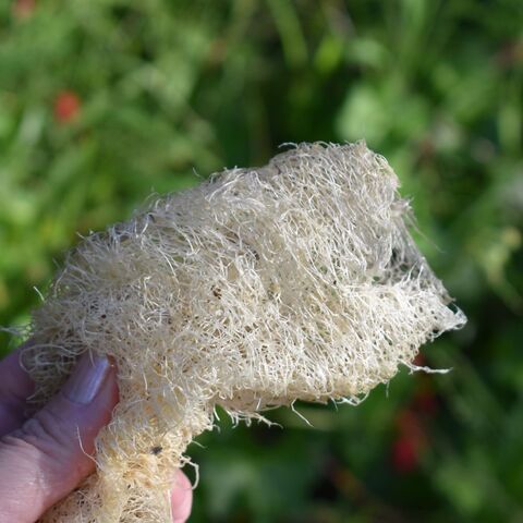 An old used loofah