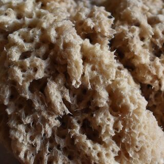 Sea Sponge close up