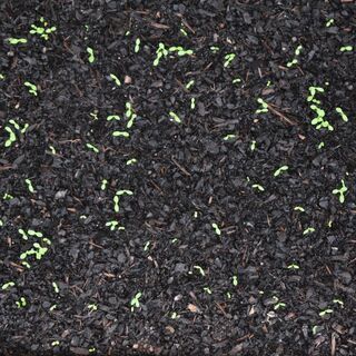 Tiny Seeds growing in Homemade seed raising mix