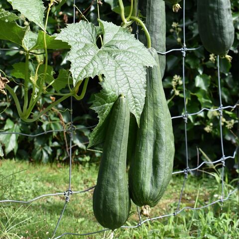 Two green luffas growing on the vine