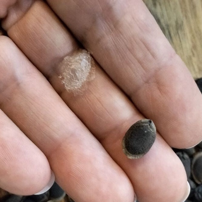 Holding a luffa seed