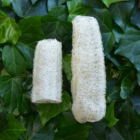 Two natural loofah sponges sitting side by side on a green leafy background