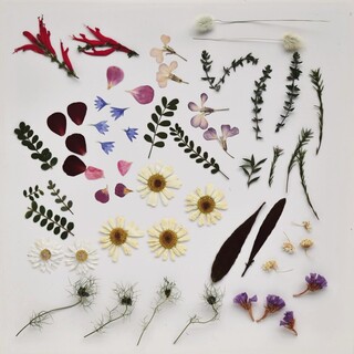 Pressed flowers for crafting