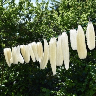 How Long Does a Natural Loofah Last? Loofah Care Tips