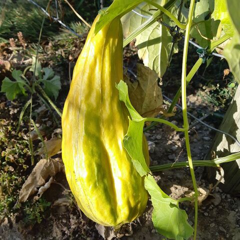A luffa drying out on the vine