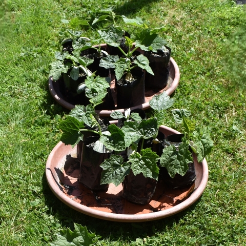 Luffa seedlings ready to plant