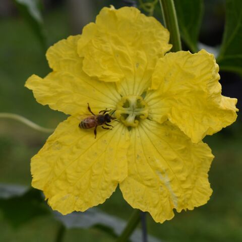 A yellow luffa flower with a honey bee