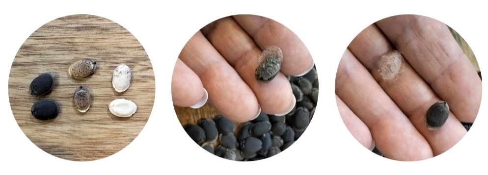 Luffa seeds selection