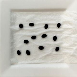 preparing loofah seeds ffor sowing