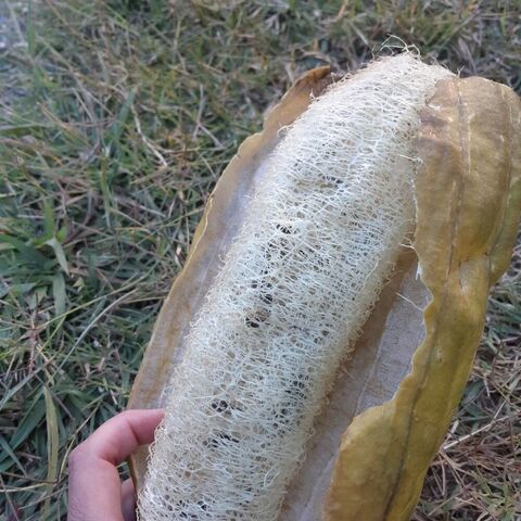 Breaking open a luffa to reveal the fibers inside