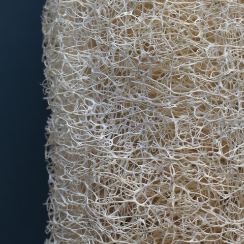 Loofah sponge up close