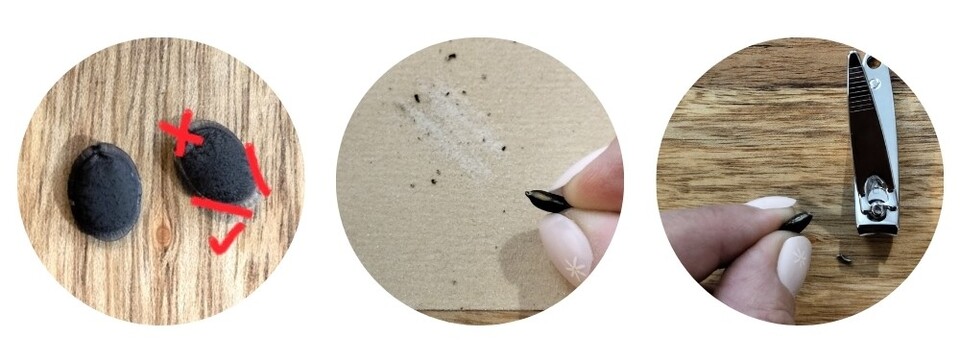 Luffa seed scarifying