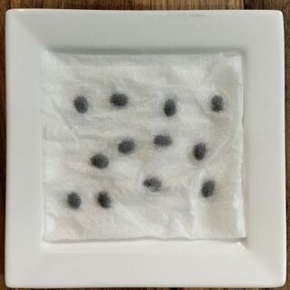 luffa seeds soaking in tissue