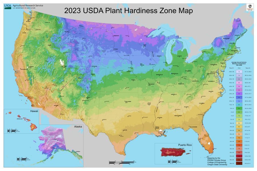 Loofah growing zones in the USA