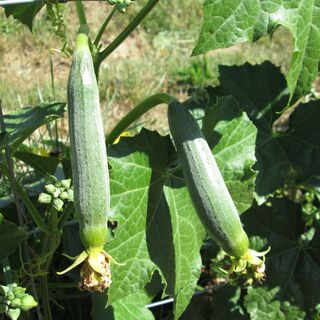 baby luffa growing