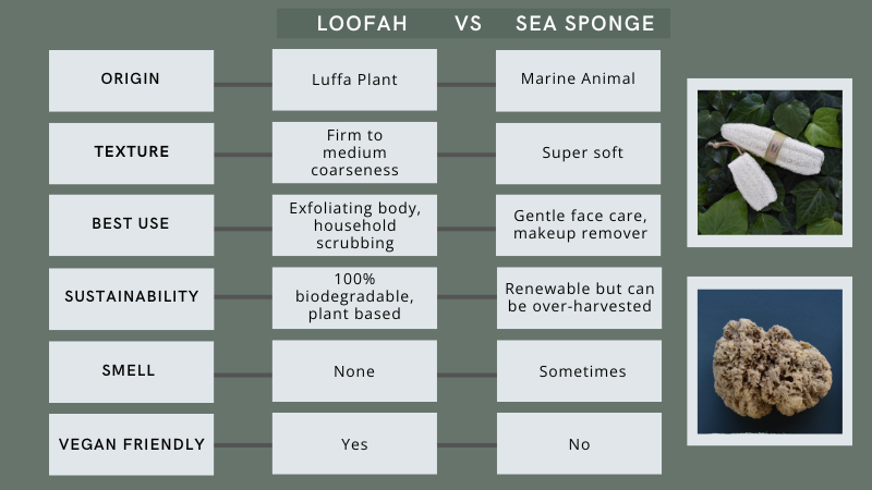 loofah vs sea sponge