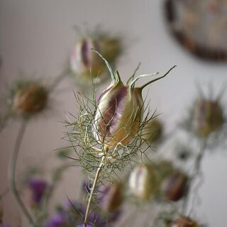 Easy Peasy Flowers to Grow For Drying