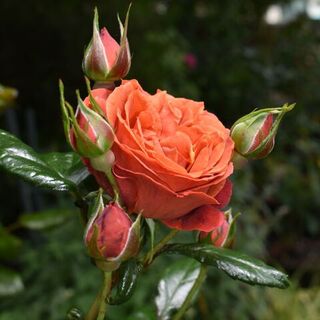 The Perfect Time To Pick Petals
