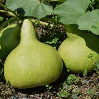 Growing Bottle Gourds In A Temperate Climate