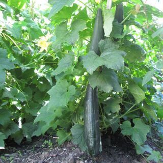 Loofah Sponge Plant
