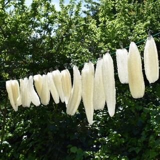 How Long Does a Natural Loofah Last?